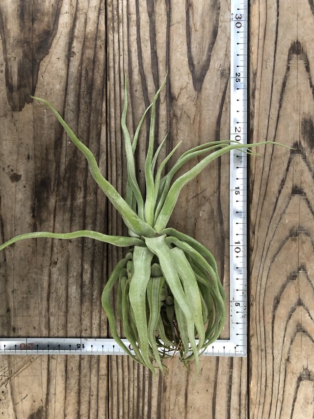 ストレプトフィラ チランジア アンデス東京