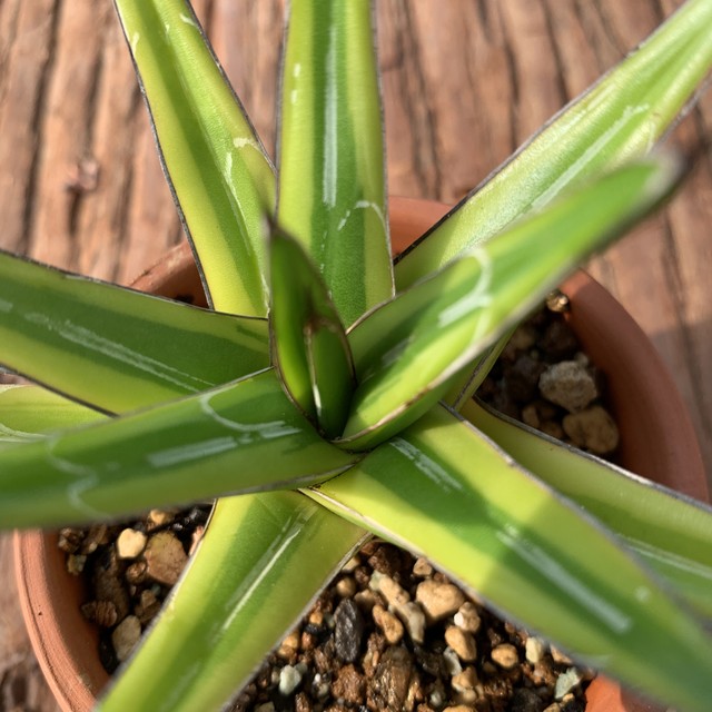 多肉植物 笹の雪黄覆輪 輝山 B Agave Victoriae Reginae Variegata 京都 おむろ Yuukiesgarden ゆうきいずがあでん