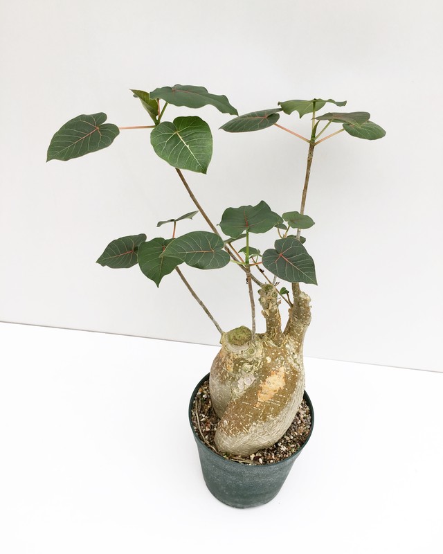 フィカス ペティオラリス Ficus Petiolaris Spg For Sale
