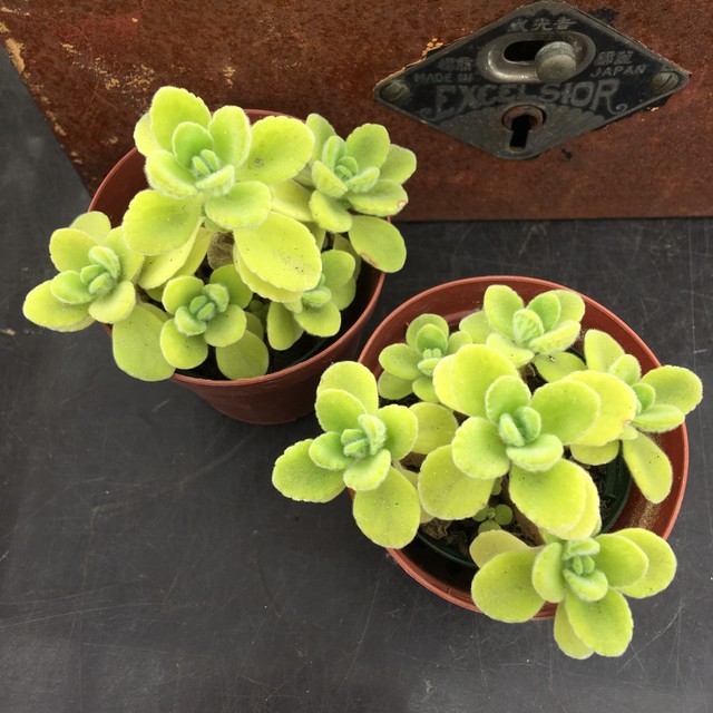 アロマティカス