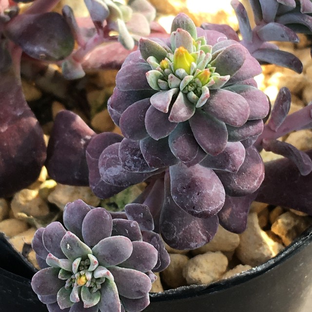 赤葉ベンケイ草 Rupo 多肉植物専門店