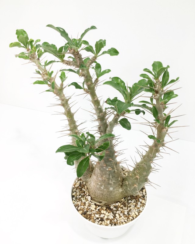 パキポディウム 白馬城 薄紫花 Pachypodium Saundersii Spg For Sale