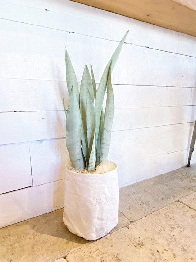 サンスベリア ローレンチシルバー キャンバス地鉢カバー付き ６号鉢サイズ Botanical56