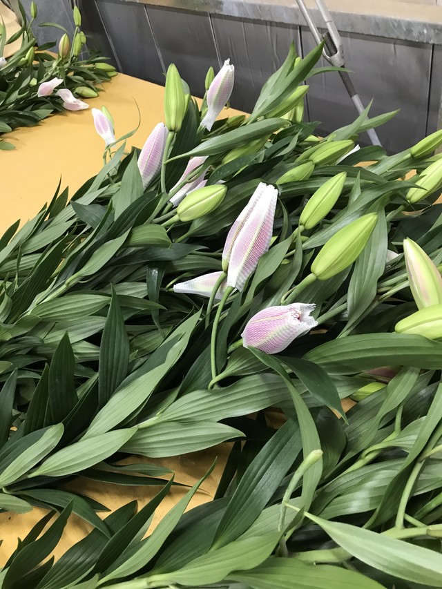 数量限定販売します ピンクのローズリリー 八重ユリ エレナ 2本 ゆりしごと千歳園