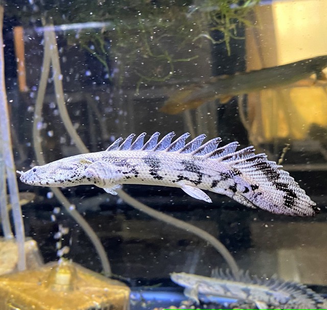 熱帯魚 ポリプテルス エンドリケリー 13 15cm 東京倉庫出荷 熱帯魚専門店 アクアショップ ピラルク本店