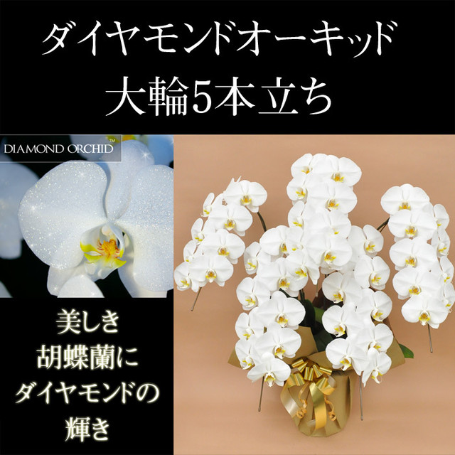 ダイヤモンドオーキッド 胡蝶蘭 白大輪 ５本立ち 55輪以上 つぼみ込み 花 プレゼント 送料無料 ヤマトグローバルエキスプレスでの配送です Flower Market Monfavori