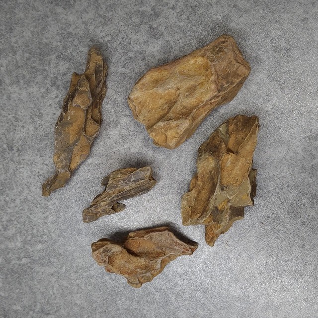 気孔石 1個 形状おまかせ Nanami Shrimp Farm 観賞用エビ シュリンプ アクアリウム用品 グッズショップ