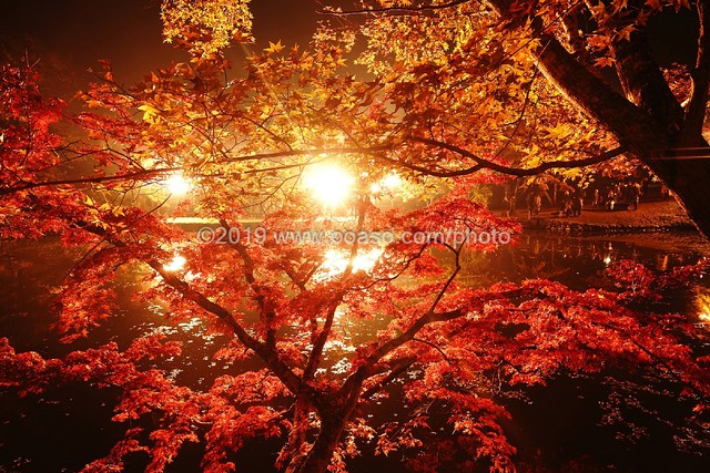 ライトアップされた秋の美しい紅葉風景 Buyphoto