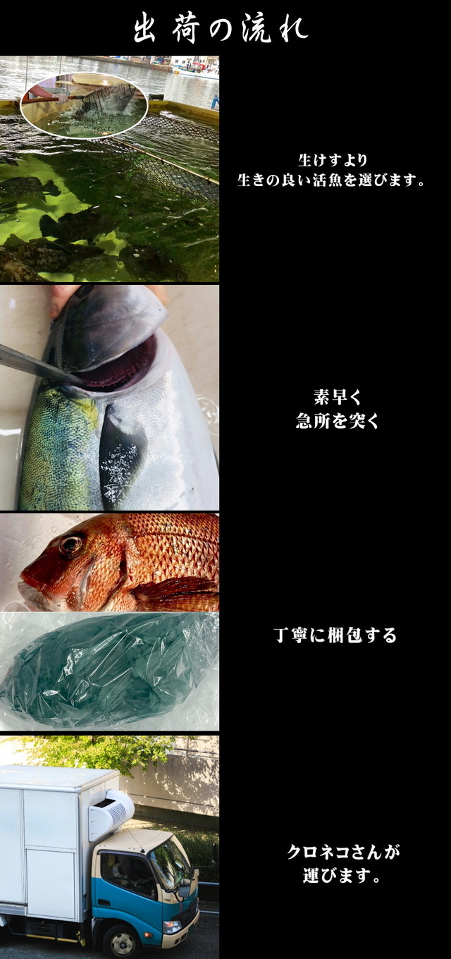 真鯛 活き締め 約1 5ｋｇ 刺身用 生食用 小田原港 より 即日発送 うまいもの市場 活〆シリーズ 鮮度重視 旨味が違います 冷蔵便 うまいもの市場