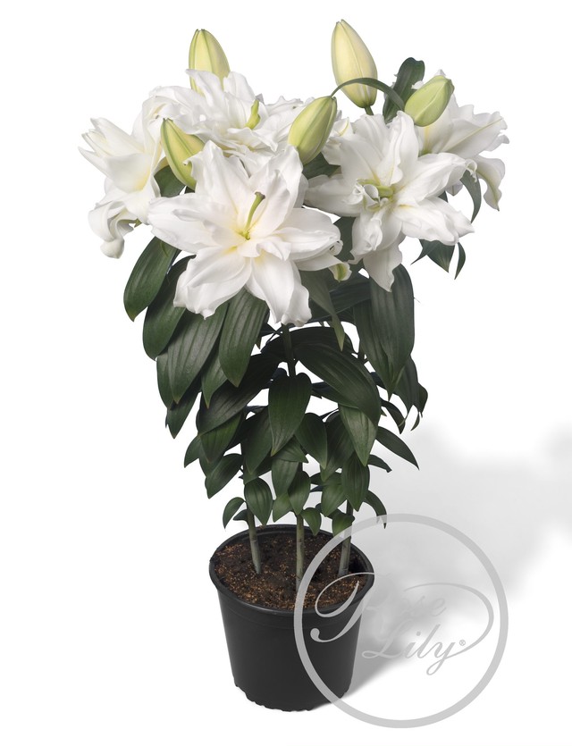 21球 オリエンタルユリ 春植え八重ゆり球根幸せセット 21球 7品種 3 送料無料 にたばるゆりの花ネットショップ