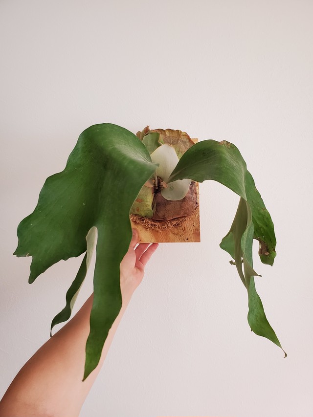 P.Morning star ビカクシダ コウモリラン