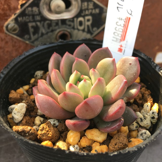 バッシュフル Rupo 多肉植物専門店