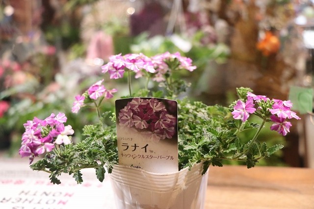 バーベナ ラナイ トゥインクルスターパープル Gp Yamacho