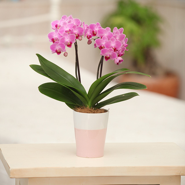 胡蝶蘭4号 定番アイテム L2F(椎名洋ラン園 産直)