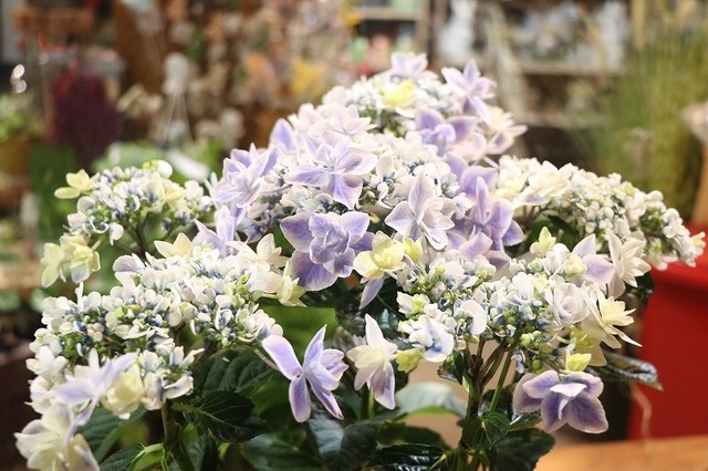 紫陽花 アジサイ 銀河ブルー Gp Yamacho