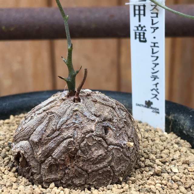 T 亀甲竜 ディオスコレア エレファンティペス Rupo 多肉植物専門店