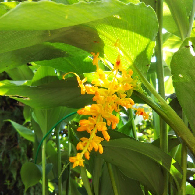 シェルジンジャー12cmポット苗 Hanazukin 花ずきん 農家直送の花苗 シンビジュームの花束