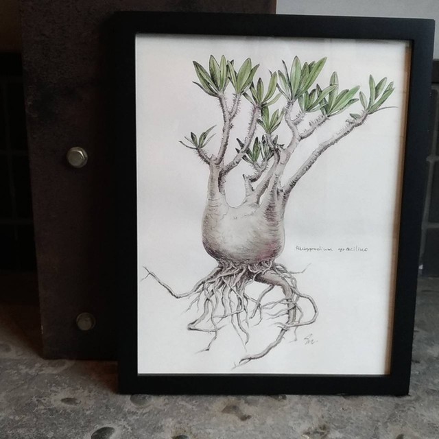 パキポディウム グラキリス 植物画 原画 Pachypodium Gracilius Mayco S Succulent Art Box