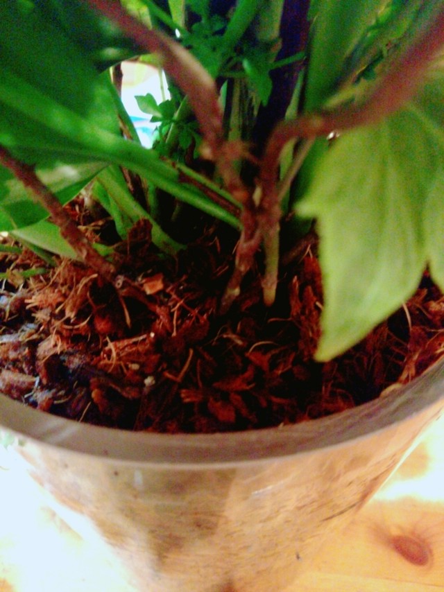 ダニアのガラス観葉のギャザリング 寄せ植え屋