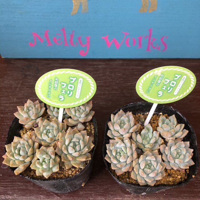 プロリフェラ セダム 多肉植物 Melty Works 多肉植物 と Dulton プランター のお店