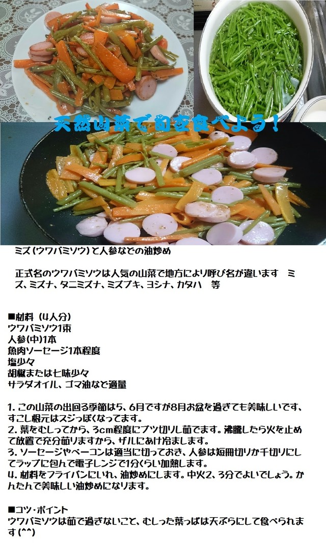 早期予約受付中 天然山菜 天然みず ６００ｇ 自然の恵み 限定予約販売 青森県白神山麓便 送料無料 クール便 こだわり市場