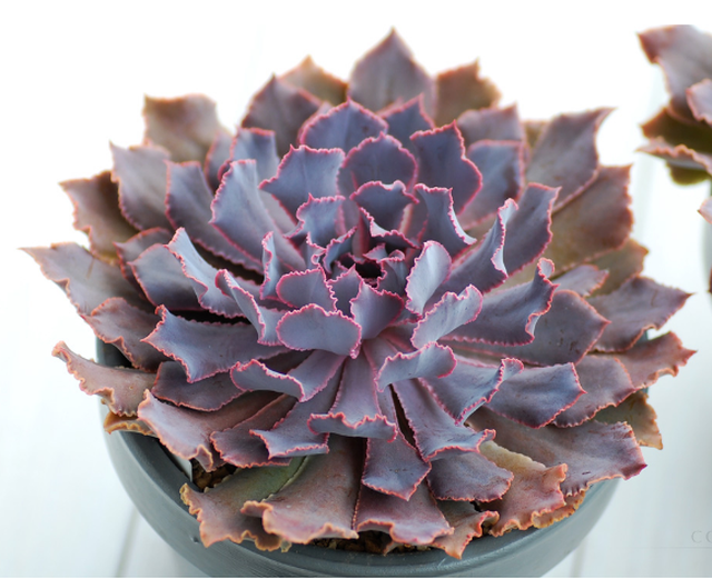 シャビアナ Echeveria Shaviana 多肉植物研究所