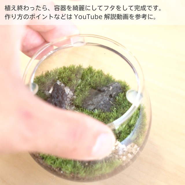 苔テラリウム制作キット 小さなボールの森 苔栽培とネット販売の西予苔園 せいよこけえん のオンラインショップ