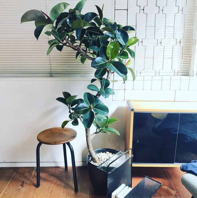 23区内限定配送 フィカス エラスティカ ソフィア Neo Green