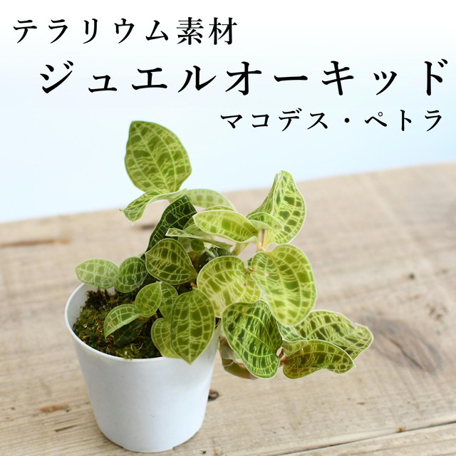 その他の植物 シダ 蘭 苔テラリウム専門ショップ道草