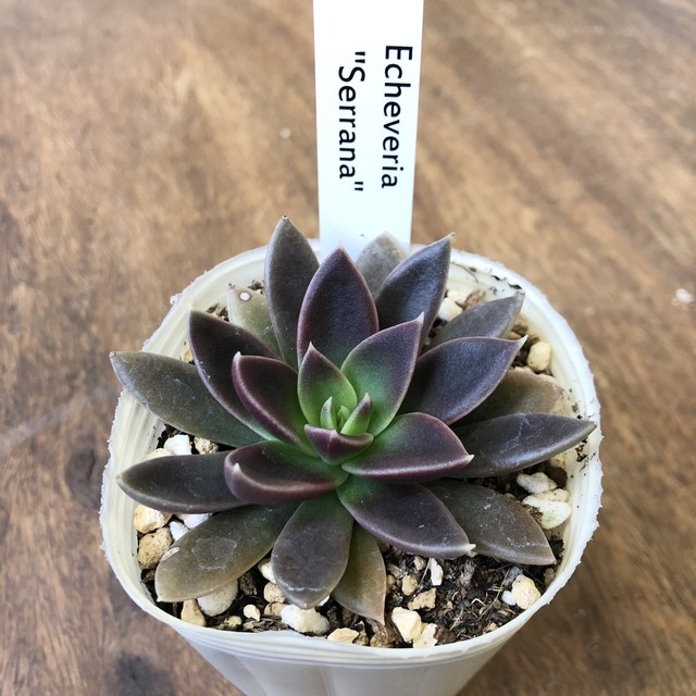 エケベリア Serrana ガーデンメッセ