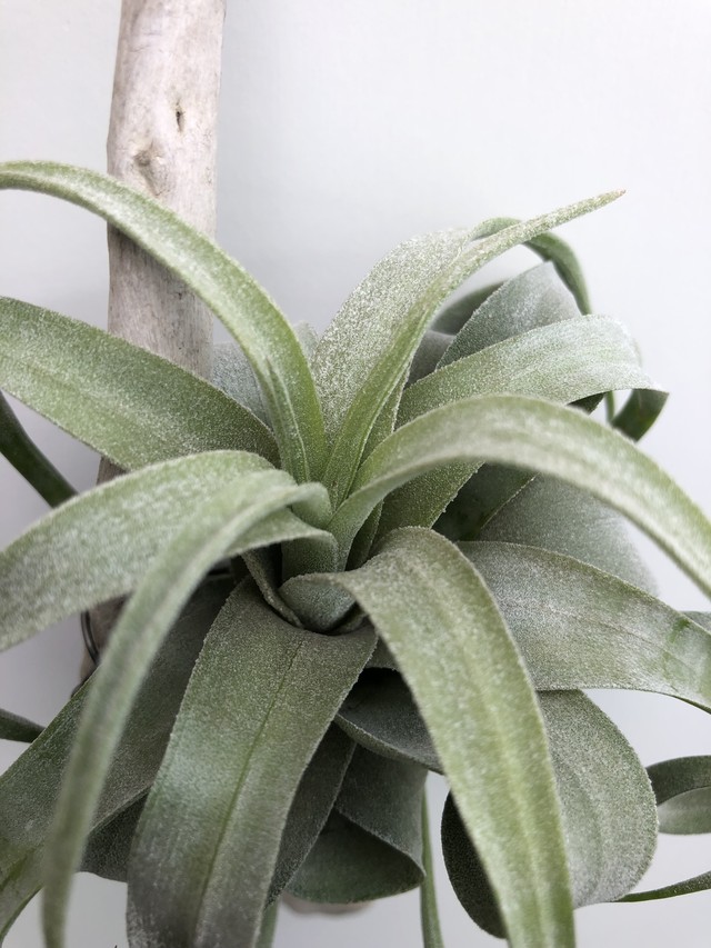 ティランジア ストレプトフィラm Tillandsia Streptophylla クルール Couleur