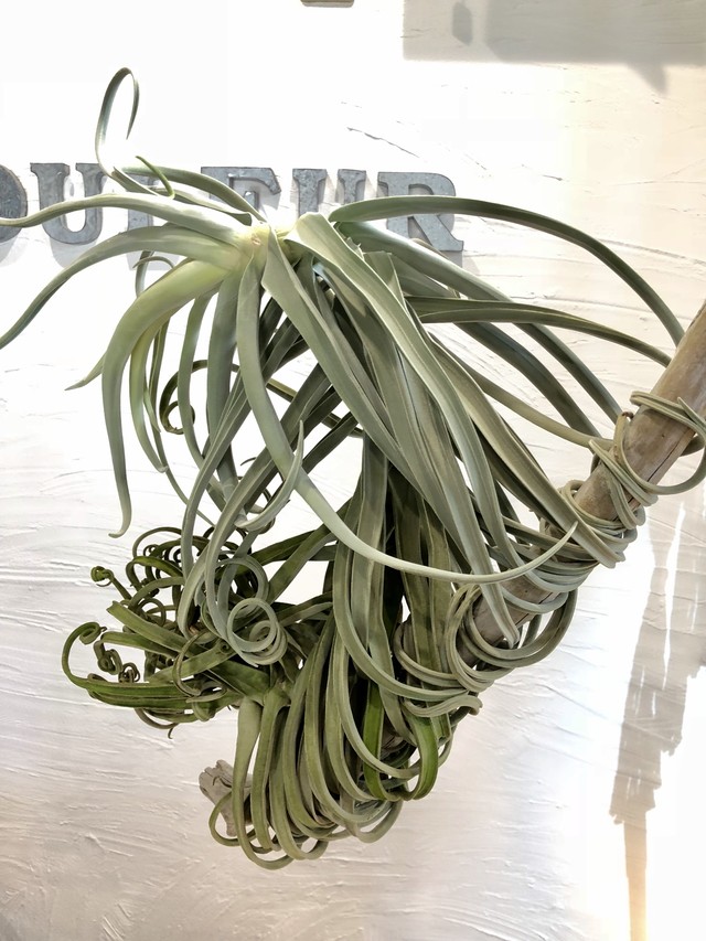 ティランジア ドゥラティ Ll 流木 Tillandsia Duratii クルール Couleur