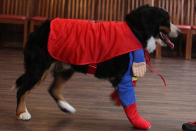 スーパーマン Dog コスチュームxl エリン舎の大型犬用品販売サイト ペットにエコ