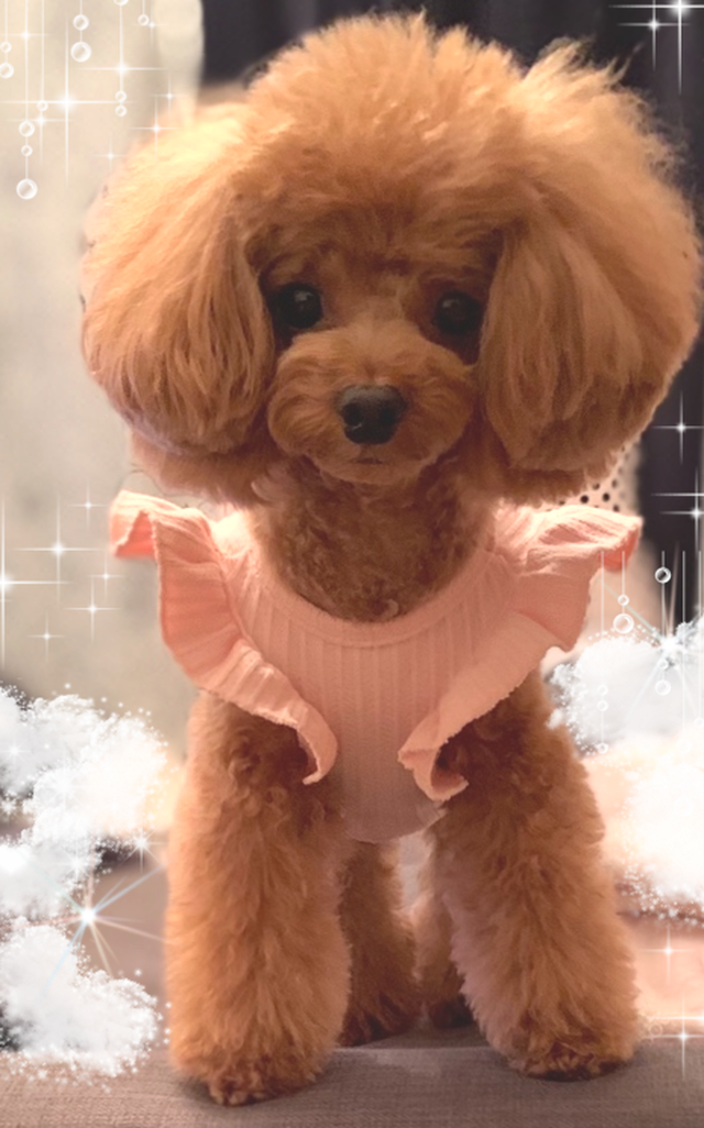 織柄フリル袖 犬服 犬 ドッグウェア ペット 小型犬 トップス フリル 新作 春夏 人気 かわいい おしゃれ Petitkano