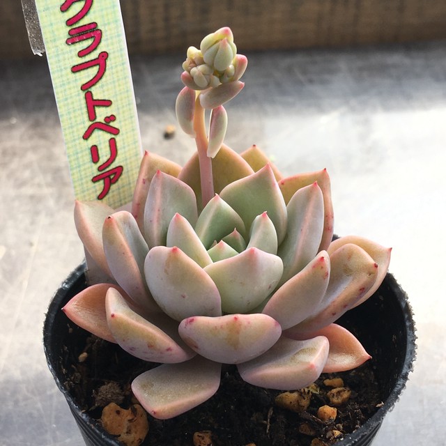 グラプトベリア Rupo 多肉植物専門店