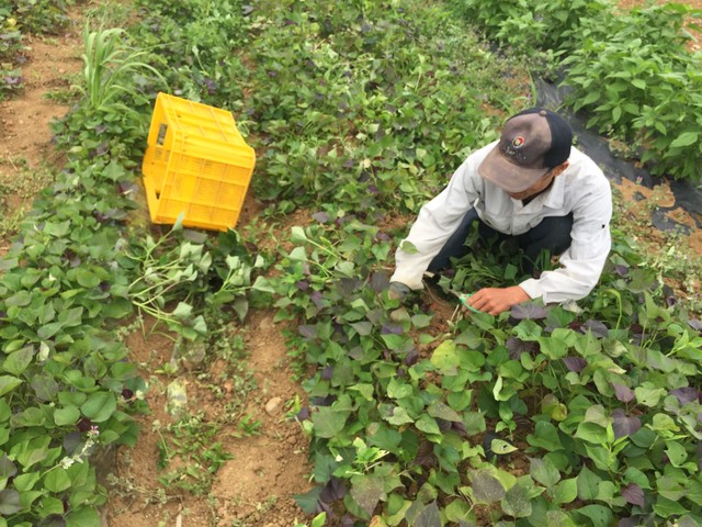 芋苗50本 安納芋 5月中旬 販売開始 農家直送 自然農業栽培 五島こばさんち農園