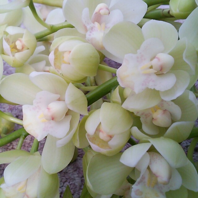 シンビ切り花 スノーリッチ１本 Hanazukin 花ずきん 農家直送の花苗 シンビジュームの花束