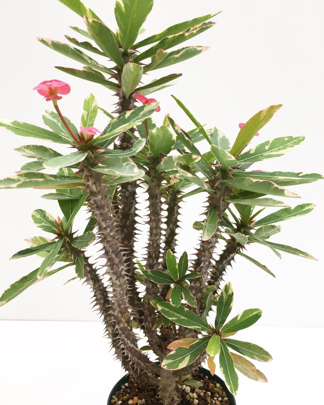 ユーフォルビア ミリー 花麒麟 濃桃花白覆輪 Euphorbia Milii Variegata Spg For Sale
