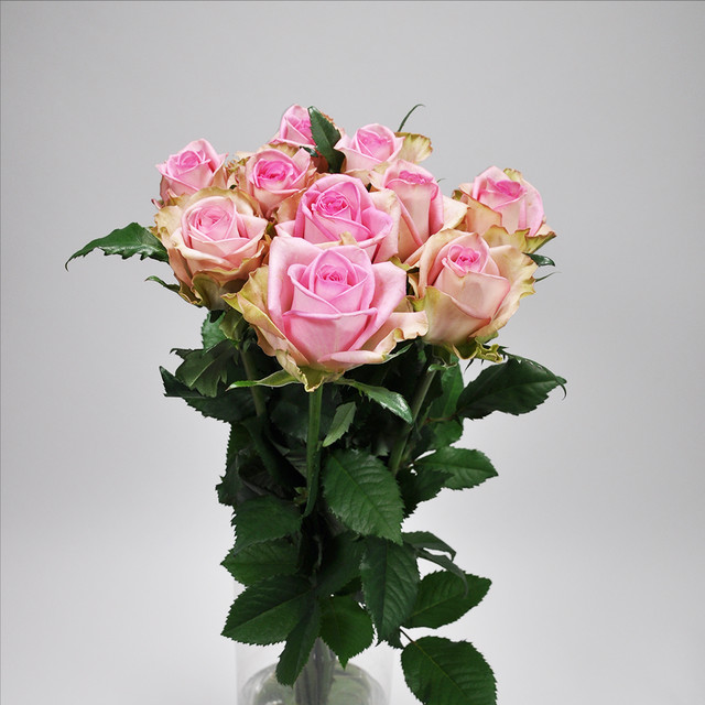 Rose アンドロイド 10本 (JAしみず バラ部会)