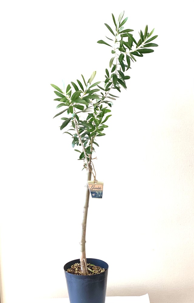 No 307 オリーブ苗木 トルコ産 ゲムリック 北村商店