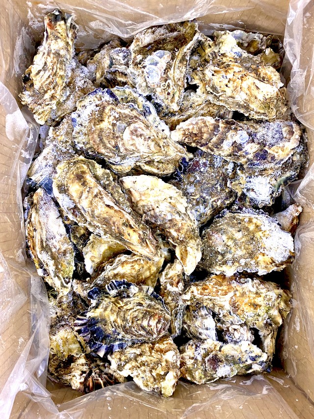 (0121)宮城県産冷凍殻付き牡蠣 業務用10㎏入箱 加熱用