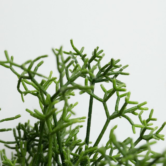 リプサリス ケレウスクラ Neo Green