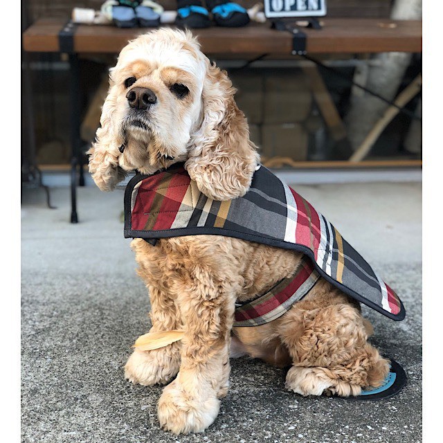 Sサイズ 寒い日のお散歩におしゃれな犬用コート Pendleton ペンドルトン コート Sサイズ 中型犬用 Outtail Dog Outdoor Gear