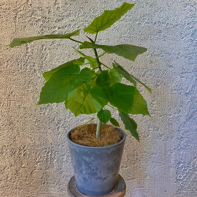 送料無料 ウンベラータ 5号 鉢カバー付 Hana Pochi