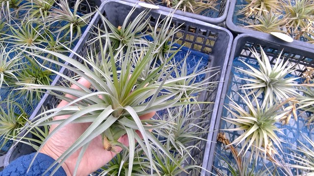 24 アエラントス パープルファン チランジア アンデス東京