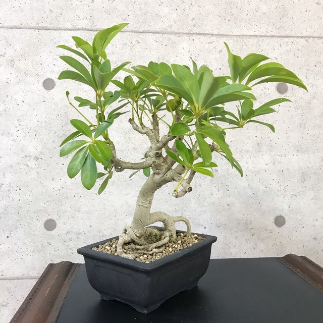 シェフレラ盆栽 観葉植物 S1 Bonsai 鉄と山 シェフレラ盆栽 観葉植物 S1 Bonsai 鉄と山