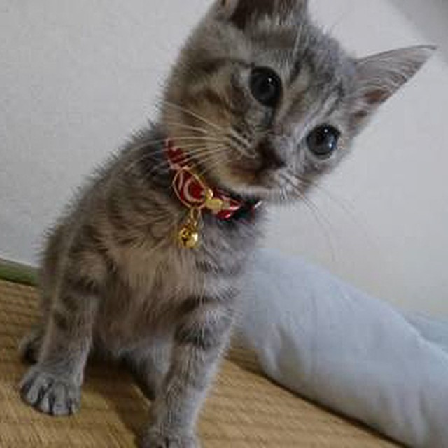 猫雑貨 招福 猫 子猫 首輪 唐草 からくさ 緑 赤 セーフティバックル付 安全ベルト 鈴付 日本製 ハンドメイド 猫雑貨 招福