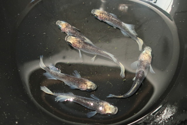 白姫 稚魚10匹 メダカ屋楓