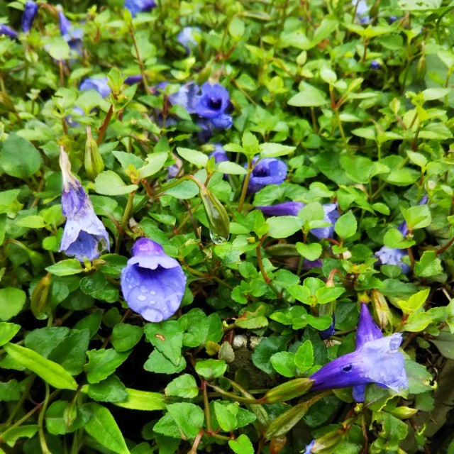 宿根トレニア9cmポット苗 Hanazukin 花ずきん 農家直送の花苗 シンビジュームの花束