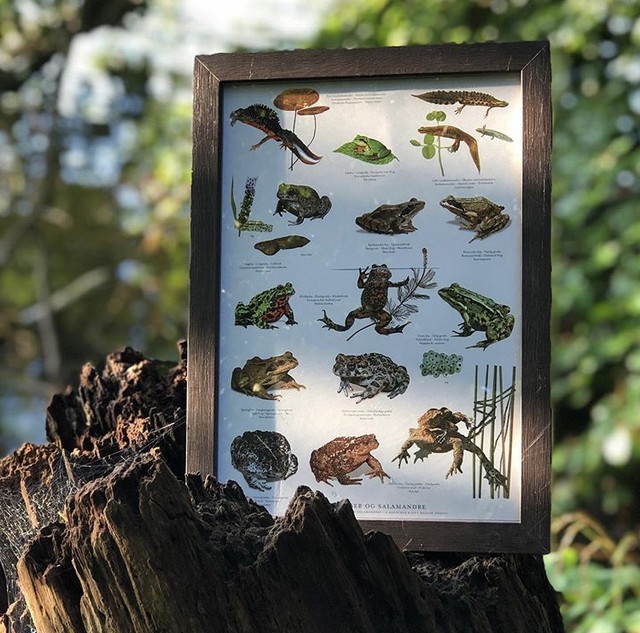 Koustrup Co アートポスター サイズ Frogs Toads And Salamanders カエル ヒキガエル サンショウウオ 北欧ブランド 北欧 おしゃれ カエル サンショウウオ 両生類 図鑑 ポスター 北欧雑貨 ウォールデコ インテリア ナチュラル アート モダン ギフト インポート